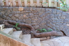 Basalt retaining wall with arch for tree root.